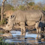 a white rhino and calf ceratotherium simum drink a GT86T99