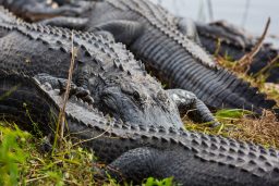 Do Alligators Have Scales Or Skin? ???? (Explained)