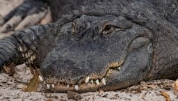 an alligator in florida 47Q95RU scaled e1642884735281