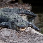 An alligator in florida 6wc72vk