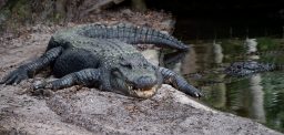 an alligator in florida 6WC72VK scaled e1636370975322