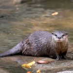 asian small clawed otter aonyx cinereus in river 2C96AJE