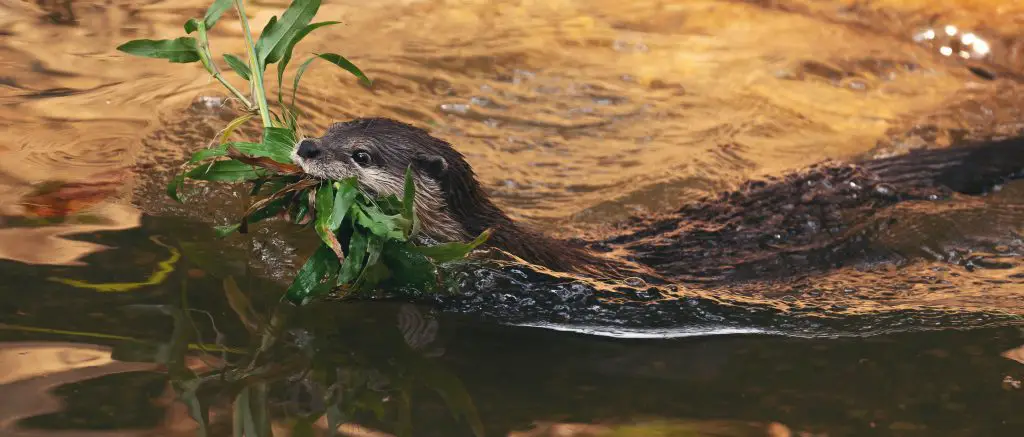 Do Otters Build Dams? ???? - WildLifeFAQ