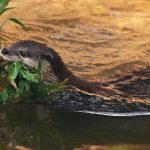 asian small clawed otter aonyx cinereus in river KZJPHAN