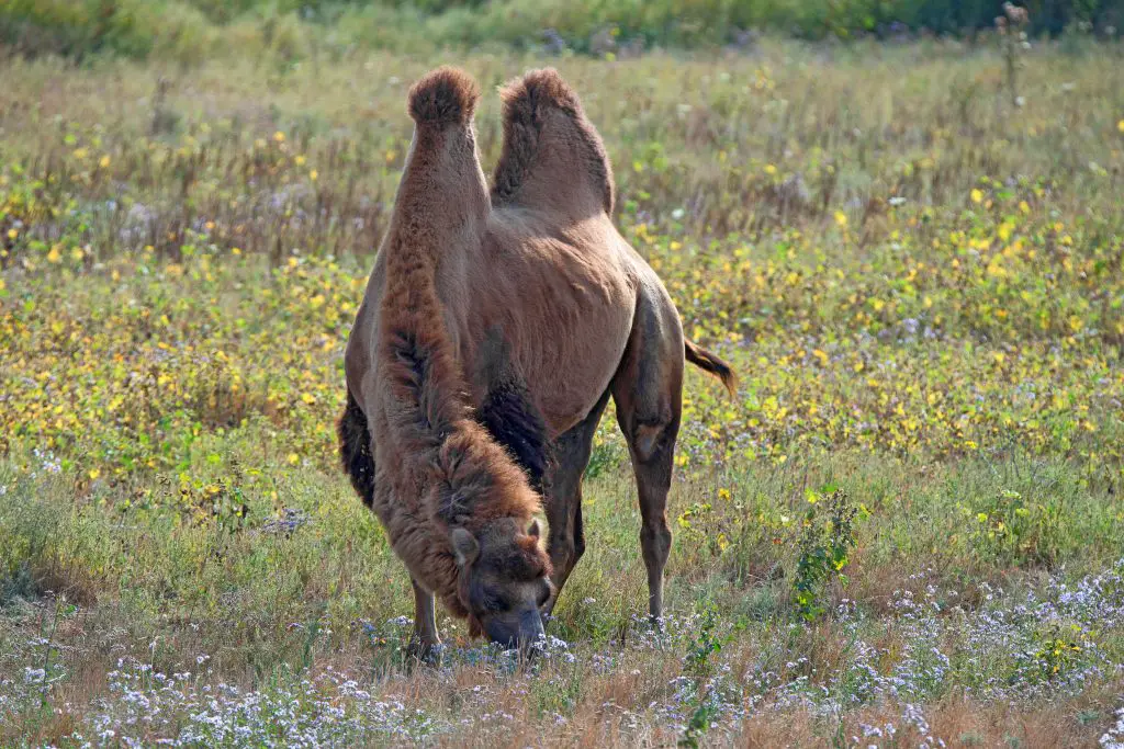 bactrian camel camelus bactrianus YHKDS9T 1