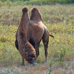 bactrian camel camelus bactrianus YHKDS9T