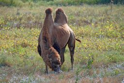 bactrian camel camelus bactrianus YHKDS9T scaled e1631182609865