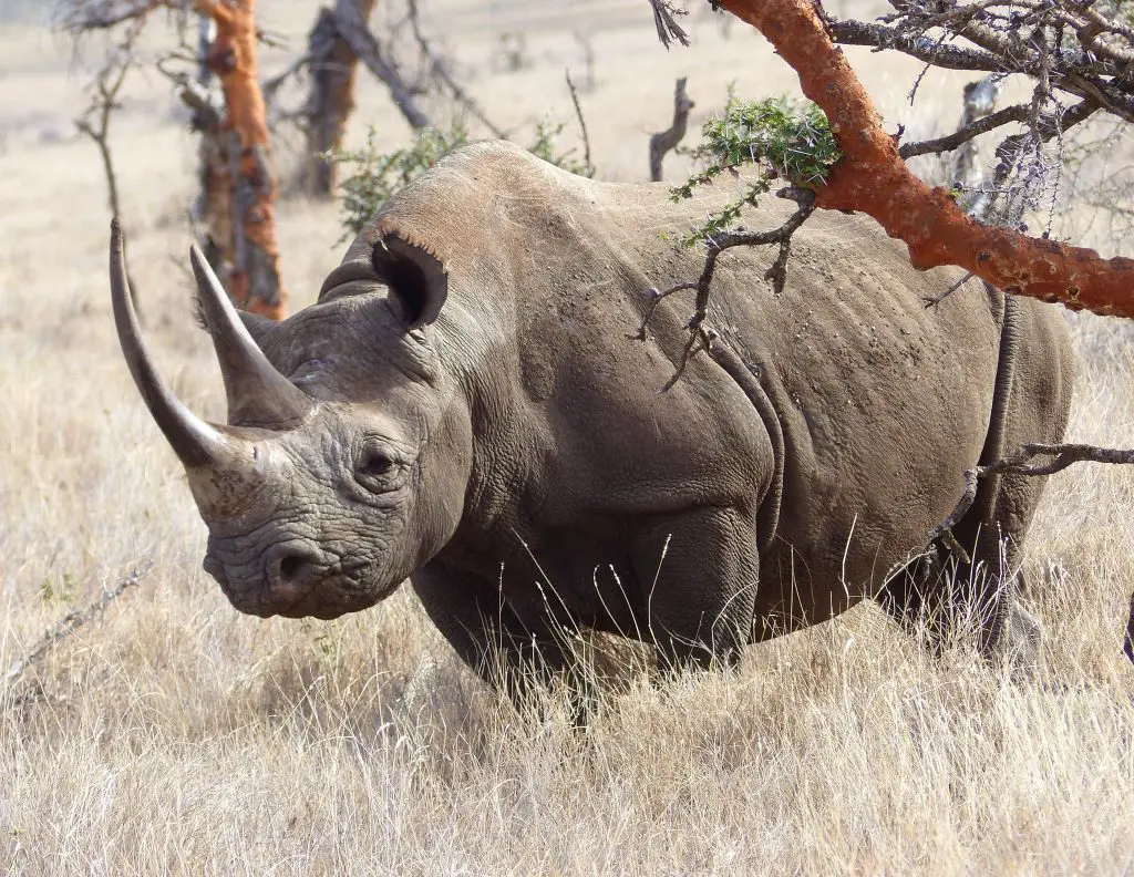 black rhino in lewa wildlife conservancy kenya SLUAW2A