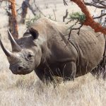 black rhino in lewa wildlife conservancy kenya SLUAW2A