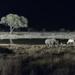 black rhinos at an artificially lit waterhole PP5GBGL
