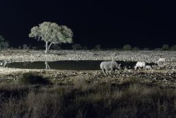 black rhinos at an artificially lit waterhole PP5GBGL scaled e1637183070831