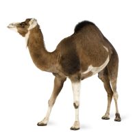 camel P8DEPD4 e1631215462907