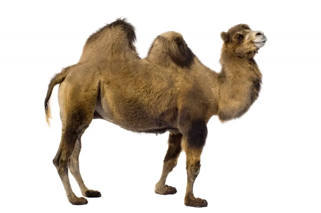 camel P8RQAVX