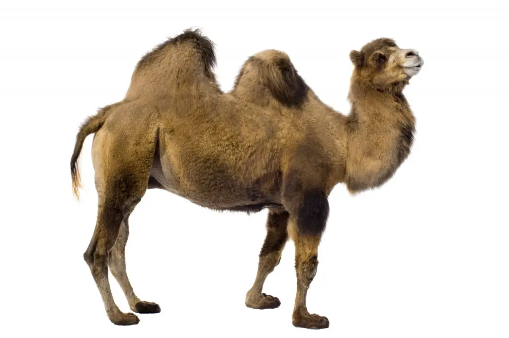 What Is The Difference Between A Camel And A Dromedary? - WildLifeFAQ