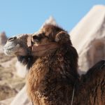 camel head portrait CMLRMDX 1