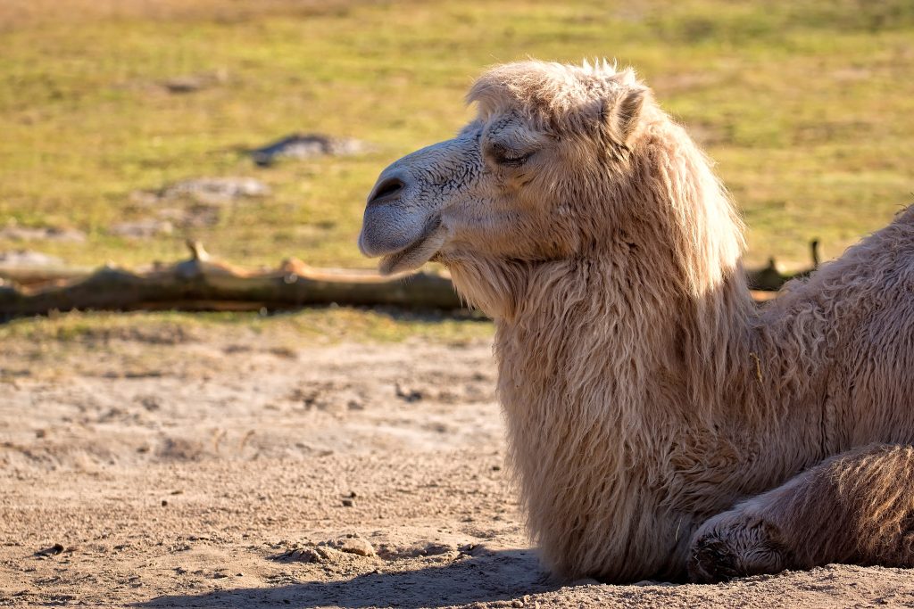 camel resting in the wild PMYZTMM