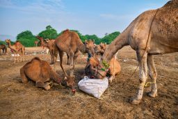 camels at pushkar mela pushkar camel fair india 2RNADSR scaled e1631214867560
