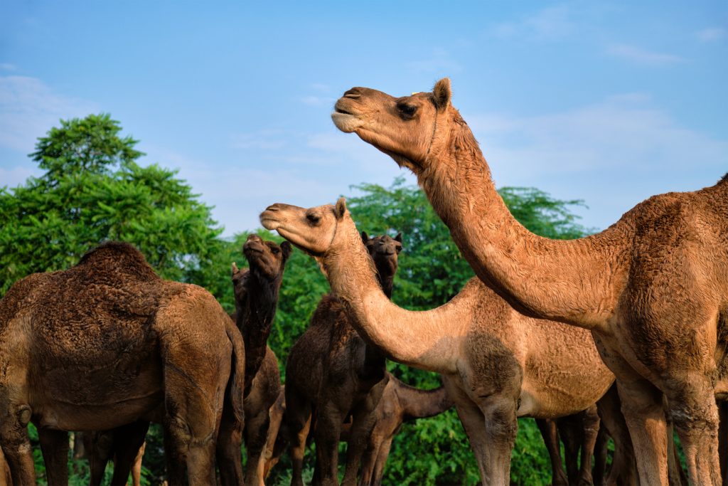 camels at pushkar mela pushkar camel fair india CP4WZ3B