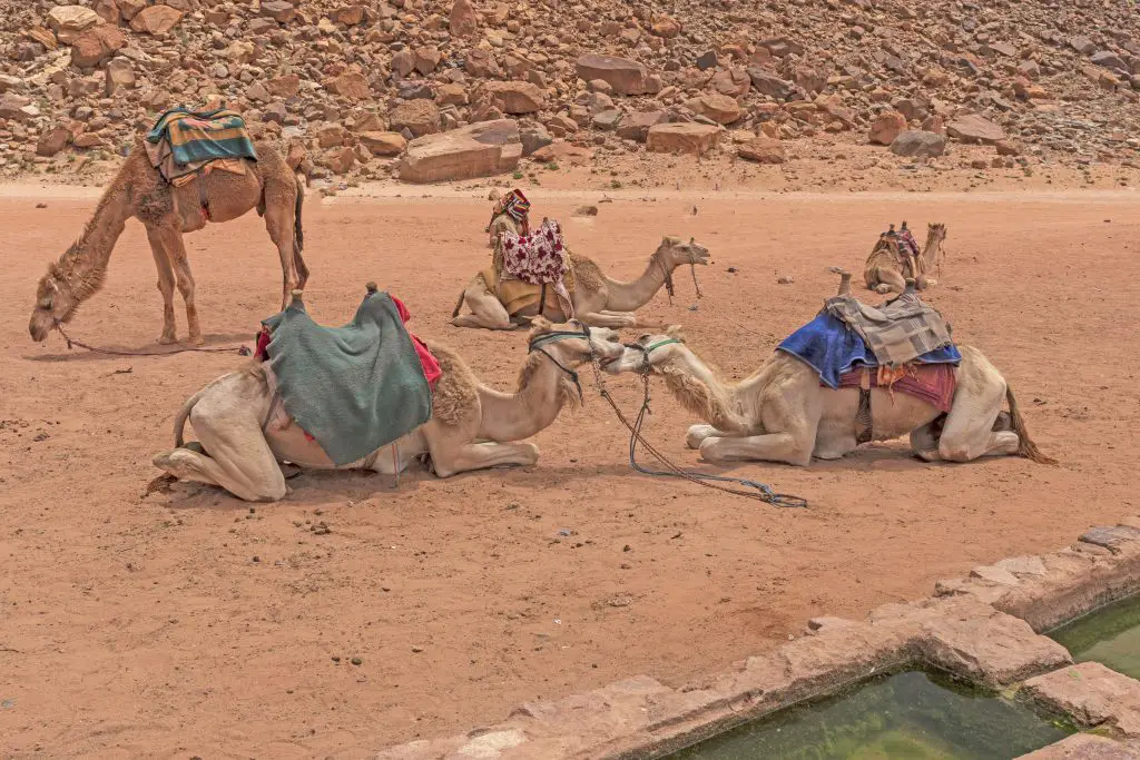 camels nuzzling at an oasis HL5JR39
