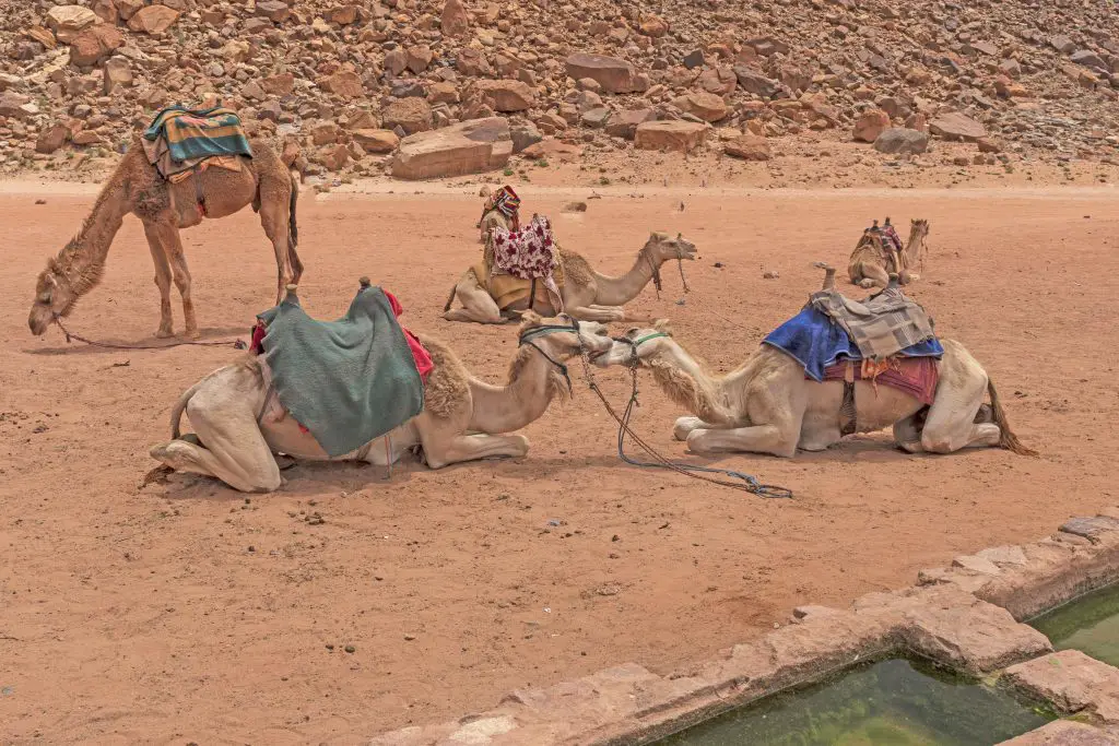 how-much-water-can-a-camel-drink-explained-wildlifefaq