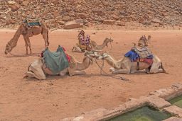 camels nuzzling at an oasis HL5JR39 2 scaled e1631214967684