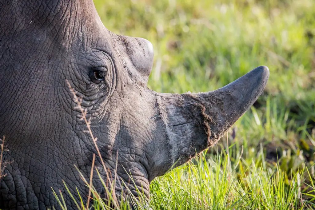 close up of a white rhino grazing 2QKF7CS