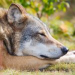 Tired and beautiful wolf rests in the forest a hot summer day.