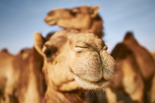 close up view of camel in desert 92UVBNS scaled e1674250455710