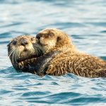 closeness of an otter mom baby L9KZQ7E
