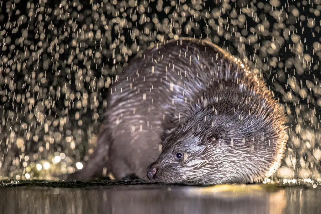 european otter in shallow water at night K84MGPR