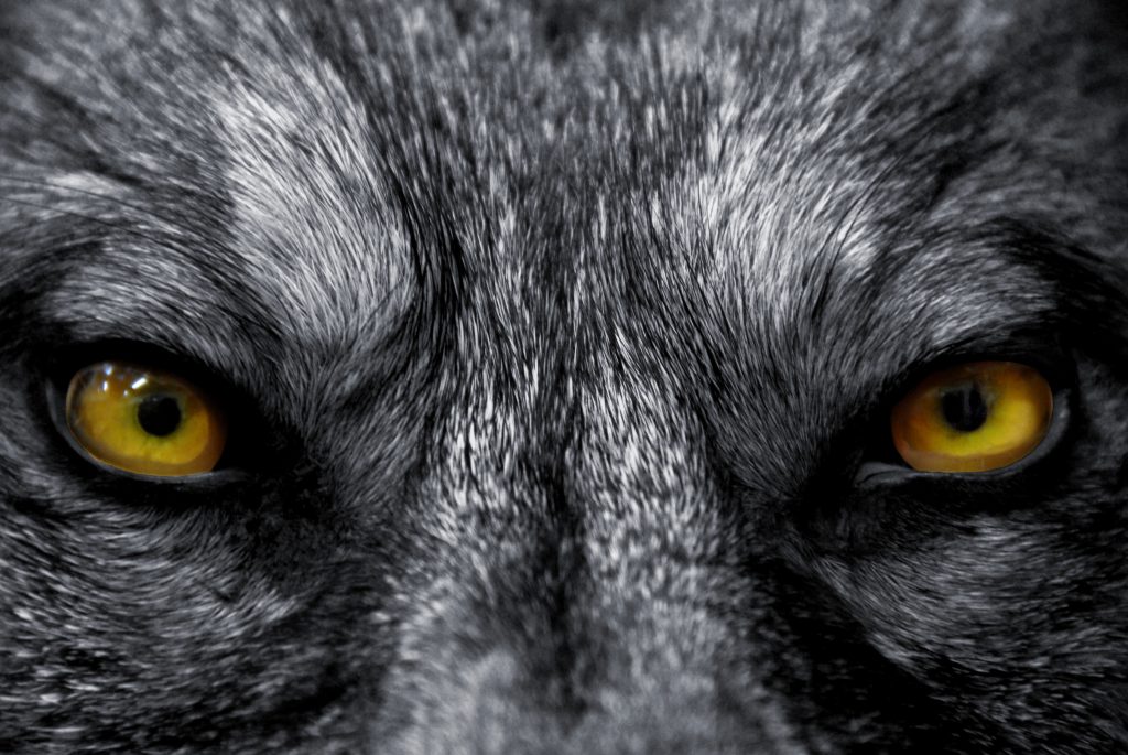 eyes of wolf P89KAWK