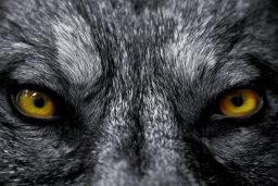 eyes of wolf P89KAWK scaled e1643884321972