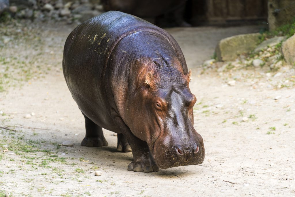 full portrait of a common hippo walking on land 6825BJH