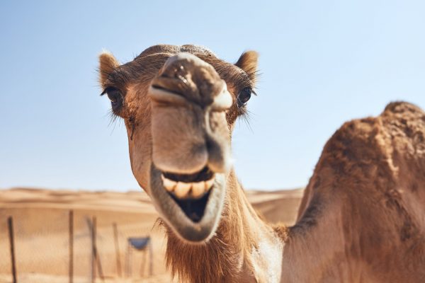 funny camel in desert NLP9R7M scaled e1674250399473