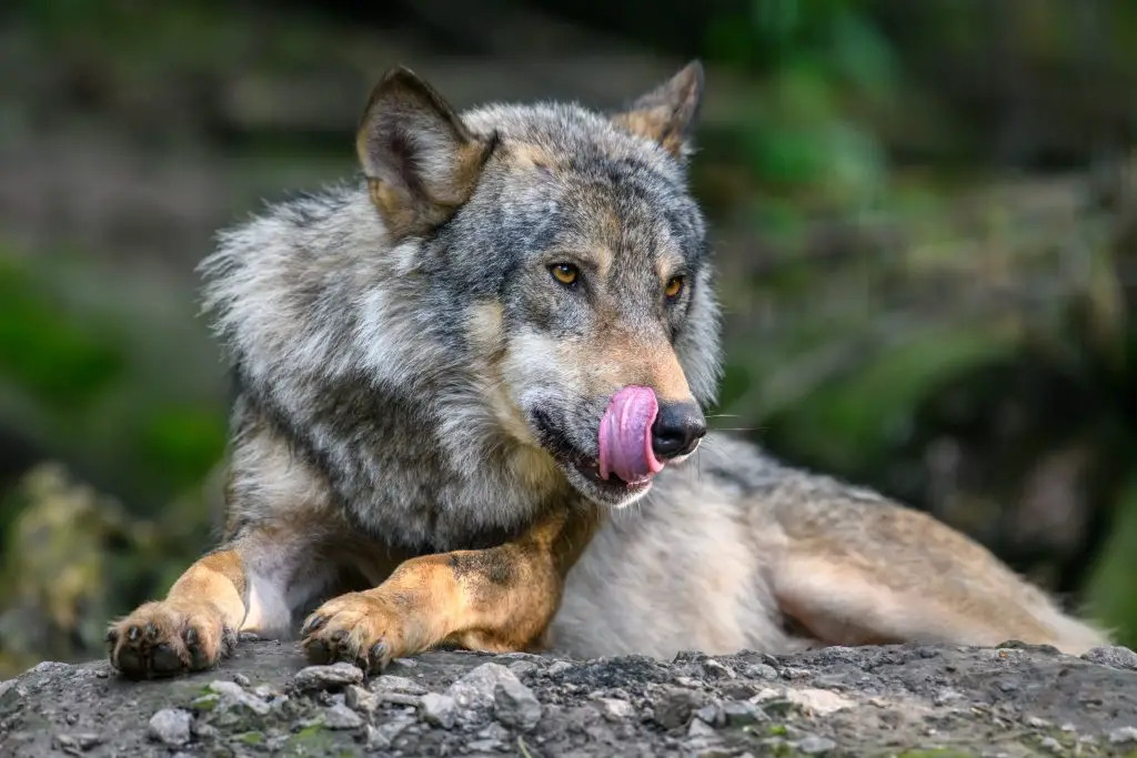 gray wolf canis lupus in the summer light in the f JDXFPF2