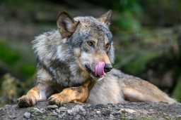 Gray wolf, Canis lupus, in the summer light, in the forest. Wolf in the nature habitat