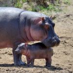 hippo hippopotamus amphibius PTRP6CZ
