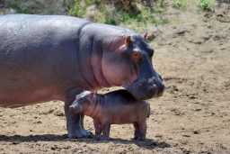 hippo hippopotamus amphibius PTRP6CZ scaled e1632901485761