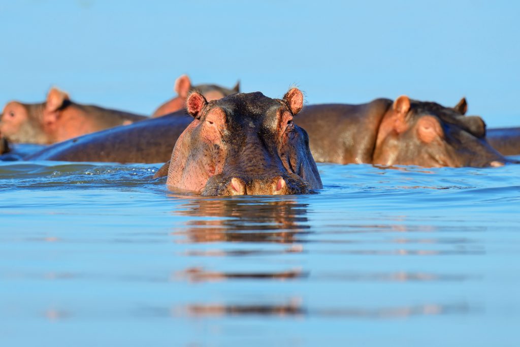 hippo in the water PNA7PLM