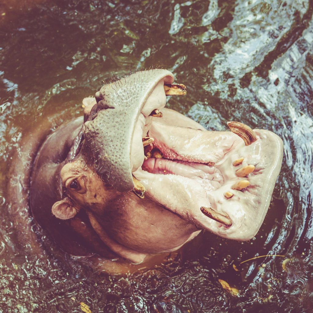 hippo in water yawning common hippopotamus PWW39RM