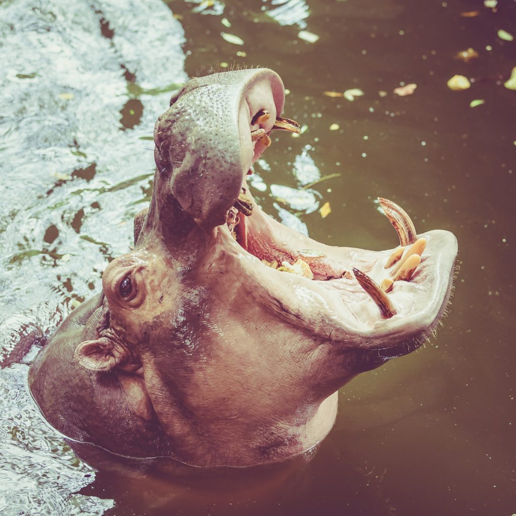 Hippo in water.  Yawning common hippopotamus