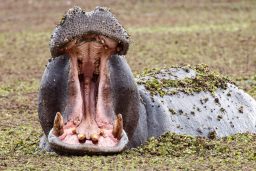 hippo okavango delta moremi n p 6HXNL85 scaled e1632901737166