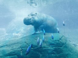 hippo under the water surrounded by fishes 9BJ6KUS scaled e1632078729901