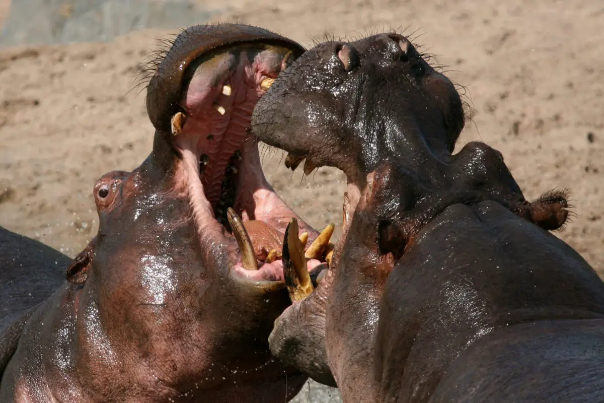 hippos fighting in africa 56CH3FD scaled e1650624152747