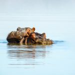 hippos herd at lake naivasha np kenya HG3TA67