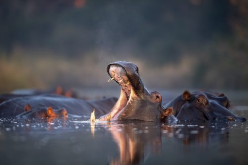 hippos hippopotamus amphibius rest in a water hole YRQY5Y5 scaled e1656456708907