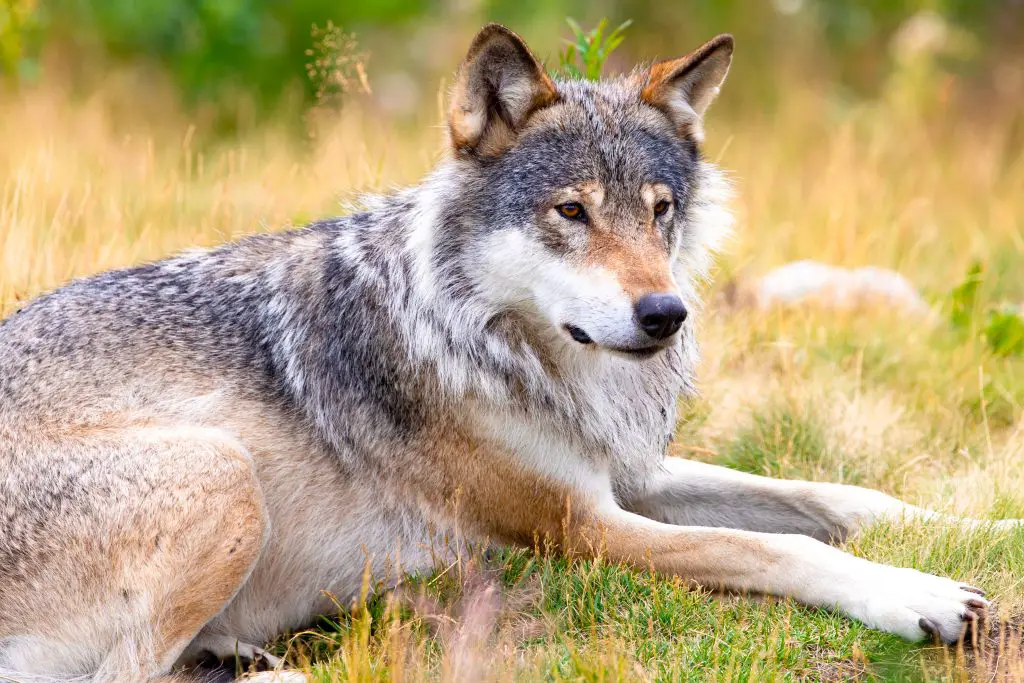 large male grey wolf laying in a field in the fore P4ZDLNR