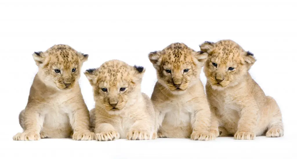 lion cub PADK4GS