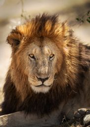 lion portrait WTA3PUQ scaled e1631908758525