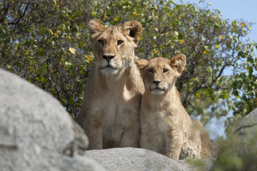 lioness and lion cubs in serengeti national park t P8WJGPF